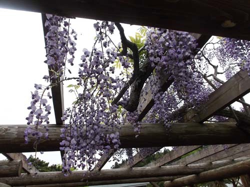 姫たけのこ汁&藤の花を見に小泉潟公園へ_f0019498_14353586.jpg