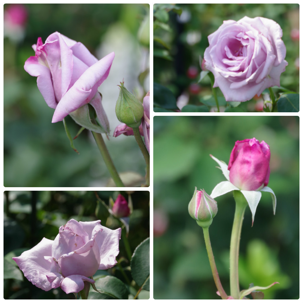 蕾がたくさん出て来た小さなローズガーデンの薔薇 季節の風を追いかけて 蕾がたくさん出て来た小さなローズガーデンの薔薇 季節の風を追いかけて