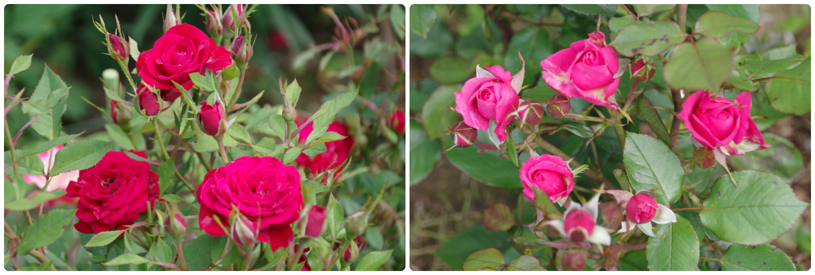 蕾がたくさん出て来た小さなローズガーデンの薔薇 季節の風を追いかけて 蕾がたくさん出て来た小さなローズガーデンの薔薇 季節の風を追いかけて