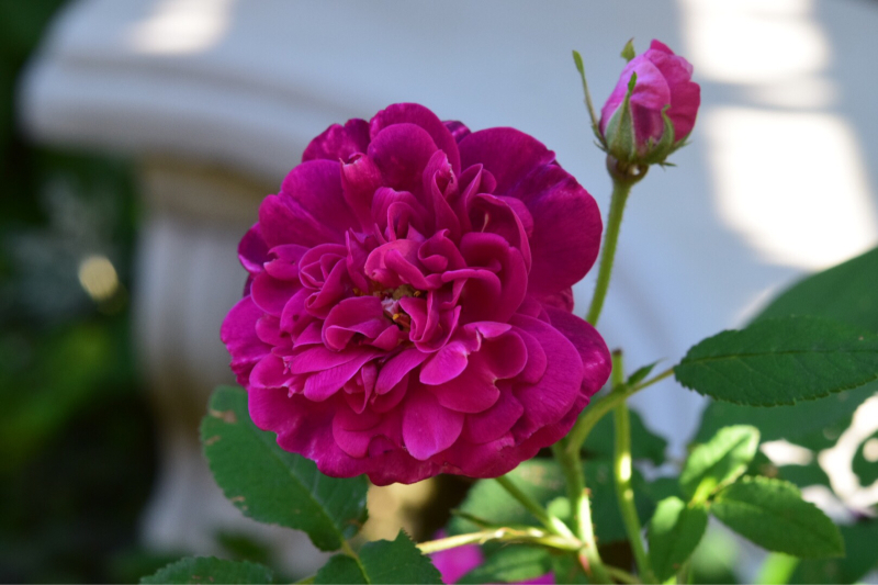 イギリスでの思い出の薔薇シシングハースト キャッスル 不思議な斑入りが魅力的 薔薇好き花好き庭が好き 元英国在住 アートセラピストが造る癒しの庭