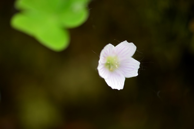 f0373905_10002318.jpg