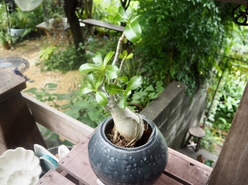 d0179410_22243781.jpeg