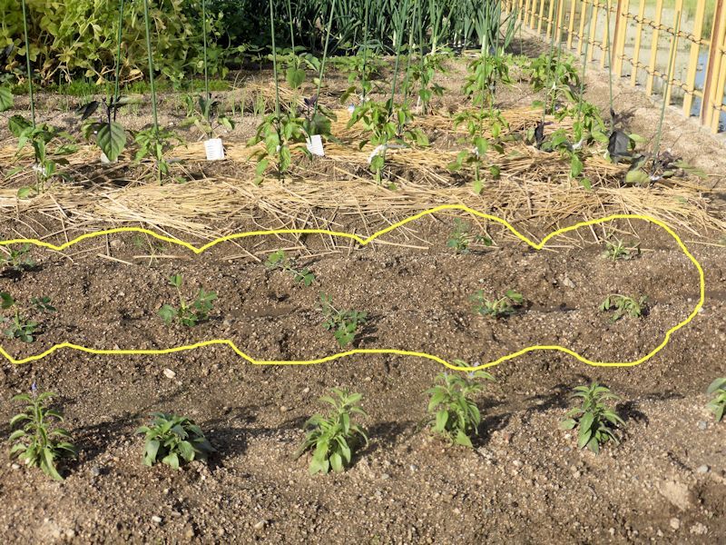 落花生の苗植え付けと 夏野菜の根元にわらを敷く作業 飛行機とパグが好きなお母さんの日記 落花生の苗植え付けと 夏野菜の根元にわらを敷く作業 飛行機とパグが好きなお母さんの日記