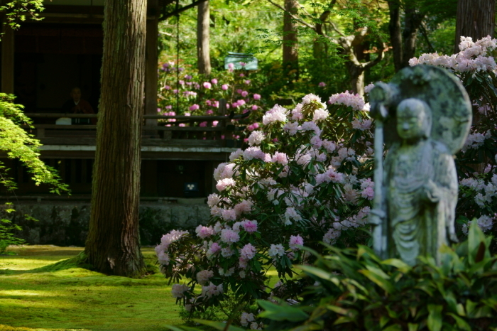 石楠花咲く三千院_e0177413_21251759.jpg