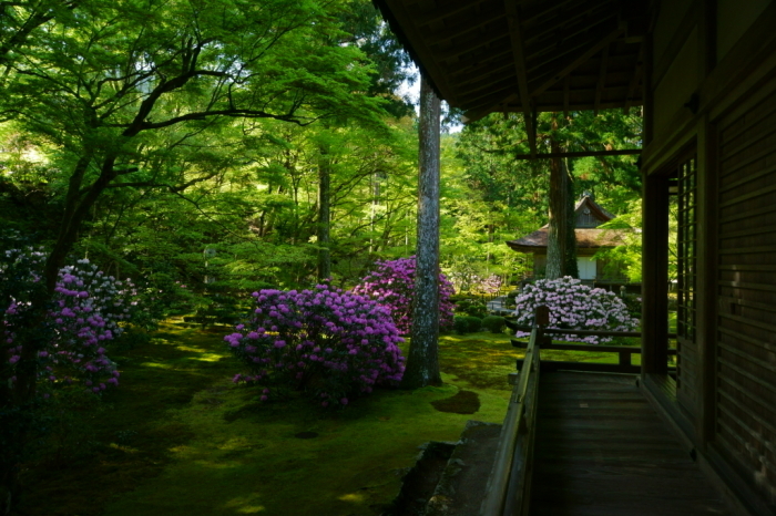 石楠花咲く三千院_e0177413_21263584.jpg