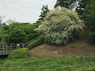 e0373815_14432017.jpg