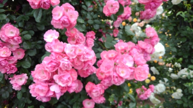 c0236632_16084172.jpg