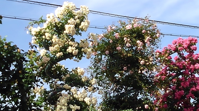 c0236632_16112124.jpg