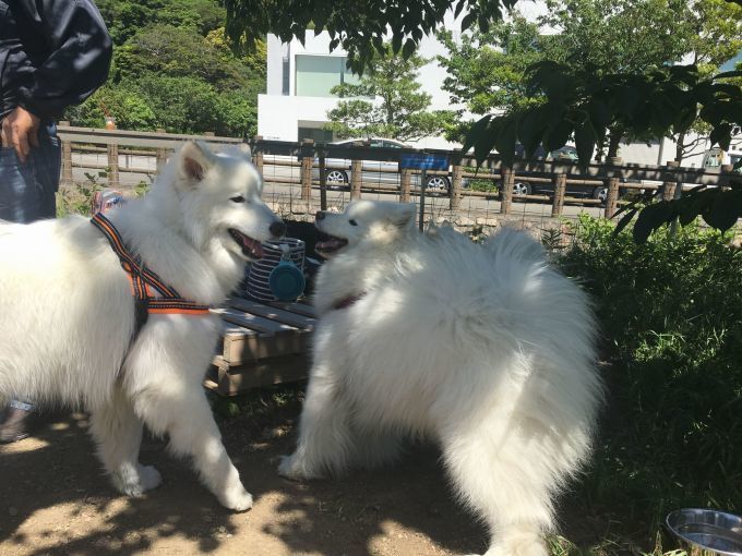 ２０１８年５月　神奈川～山梨旅行　その１_f0128542_02540758.jpg