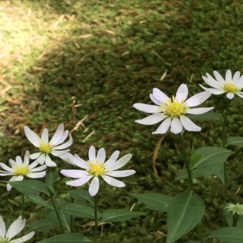 愉しみ_e0288544_13005282.jpg