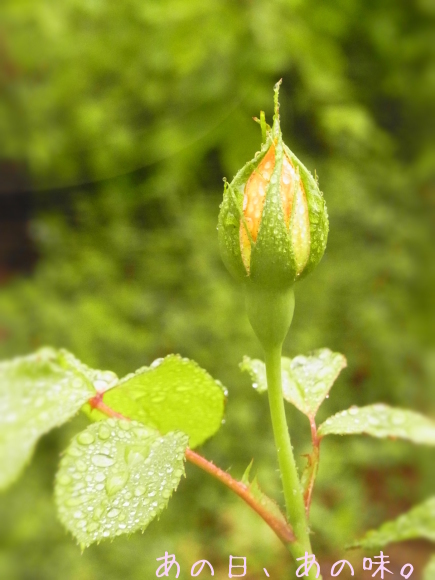 【ふたり弁】がじゃ玉オムライス。甘夏と、雨の庭。_a0305046_09061768.jpg