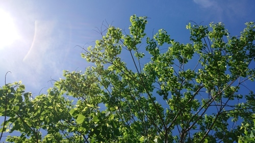 f0326946_07590539.jpg