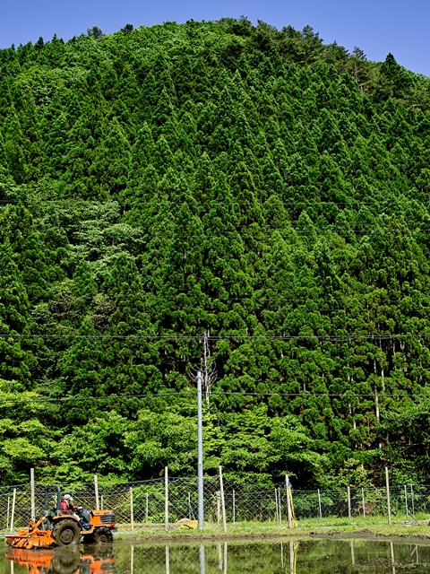 オクヤマのびわ湖と十姓生活_d0005250_204841.jpg