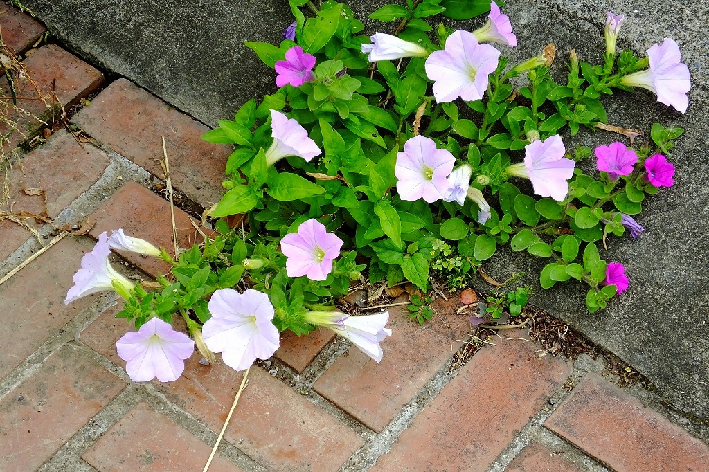 小さな花園で見た花々_b0236251_11435101.jpg