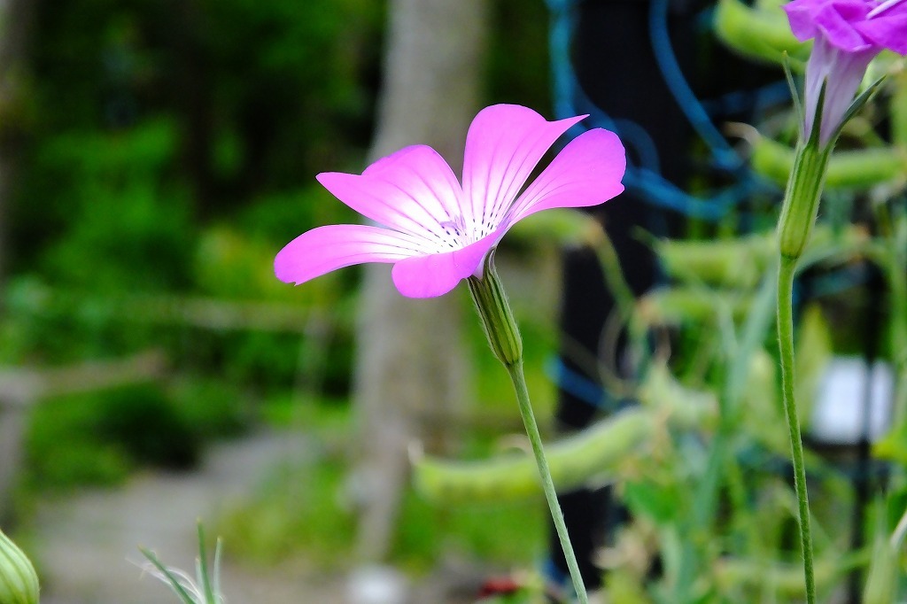 小さな花園で見た花々_b0236251_11440290.jpg