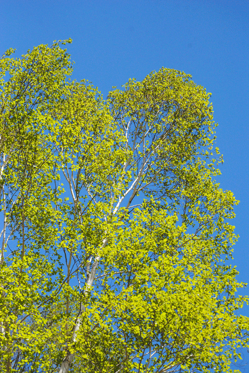 a0001354_19423303.gif