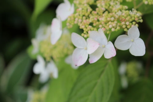 主役は紫陽花へ_b0246758_21372721.jpg