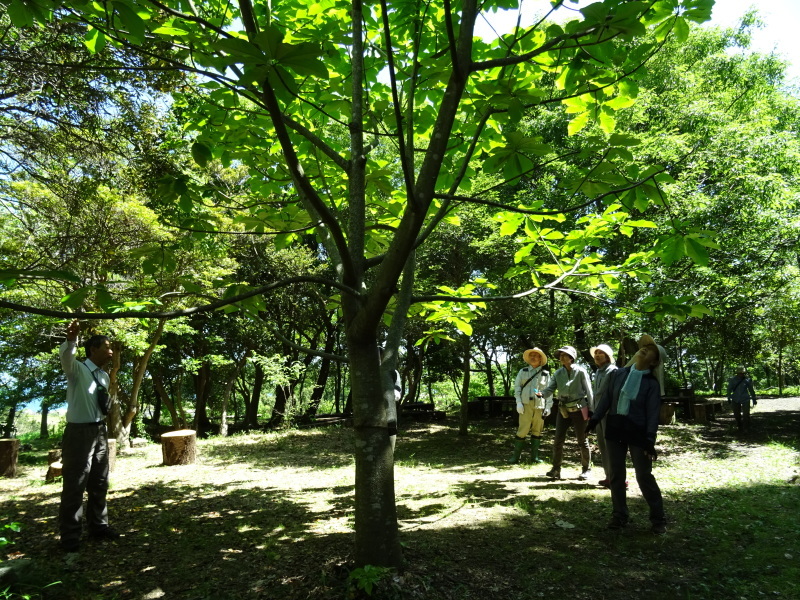 うみべの森樹木観察 & ササユリ鑑賞_c0108460_21361191.jpg