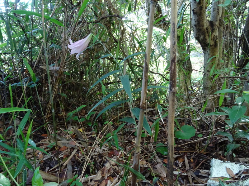 『ササユリ便り⑤』・・・せんなん里海公園内うみべの森_c0108460_22533267.jpg