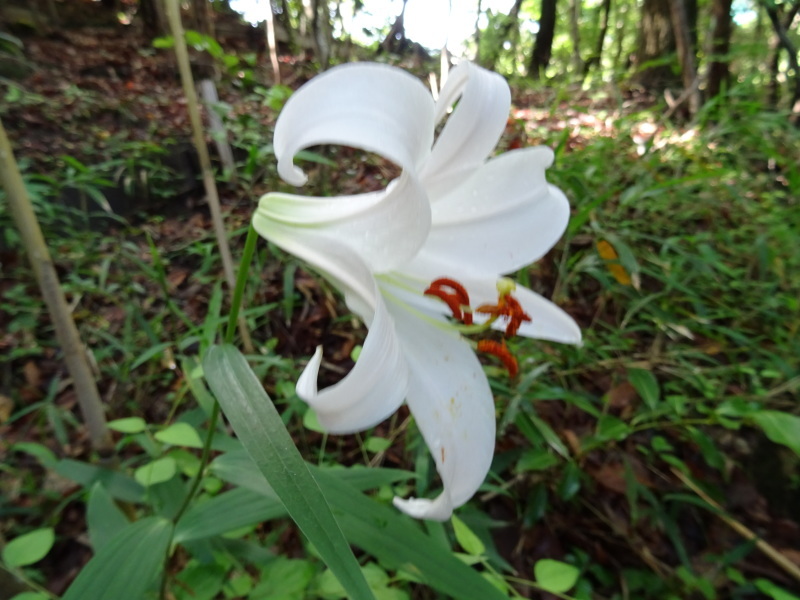 『ササユリ便り⑤』・・・せんなん里海公園内うみべの森_c0108460_22540777.jpg