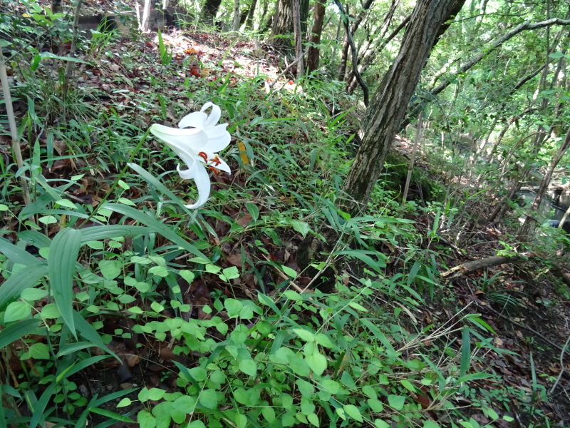 『ササユリ便り⑤』・・・せんなん里海公園内うみべの森_c0108460_22540863.jpg