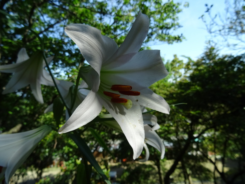 『ササユリ便り⑤』・・・せんなん里海公園内うみべの森_c0108460_22545439.jpg
