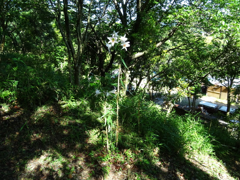 『ササユリ便り⑤』・・・せんなん里海公園内うみべの森_c0108460_22552520.jpg