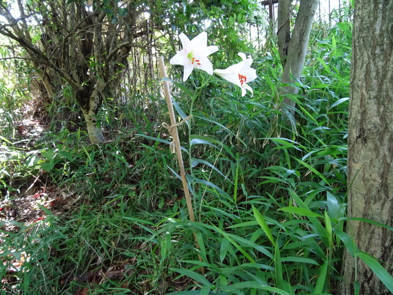 『ササユリ便り⑤』・・・せんなん里海公園内うみべの森_c0108460_22561757.jpg