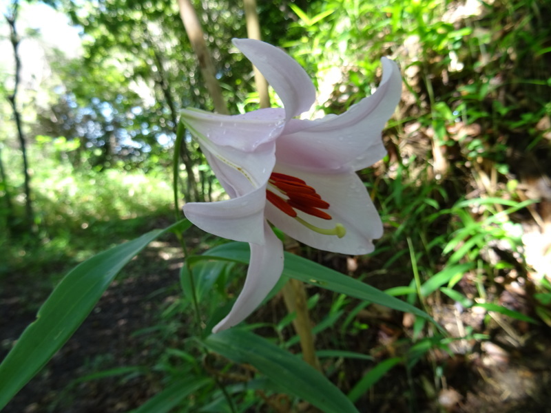『ササユリ便り⑤』・・・せんなん里海公園内うみべの森_c0108460_22571153.jpg
