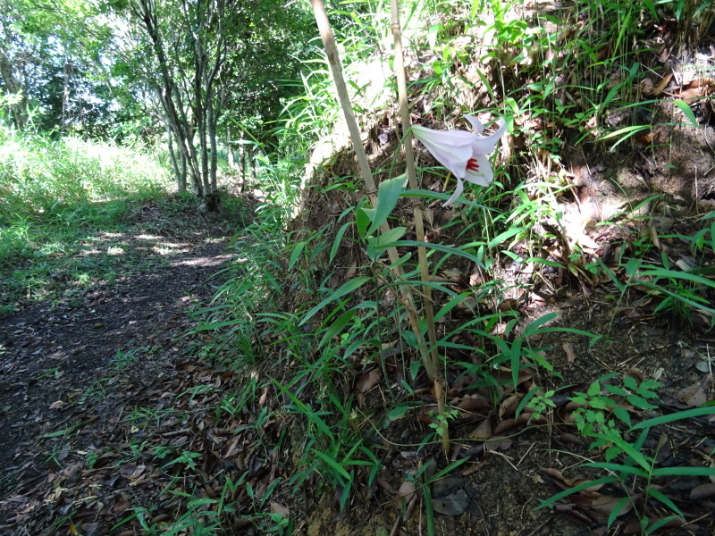 『ササユリ便り⑤』・・・せんなん里海公園内うみべの森_c0108460_22571273.jpg