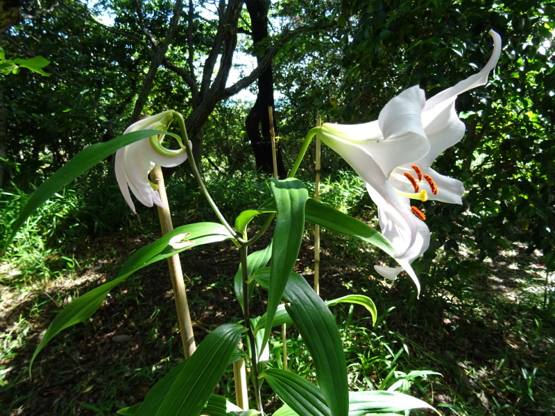 『ササユリ便り⑤』・・・せんなん里海公園内うみべの森_c0108460_22574930.jpg