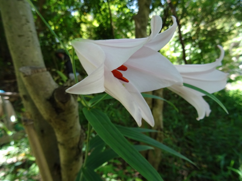 『ササユリ便り⑤』・・・せんなん里海公園内うみべの森_c0108460_22590218.jpg
