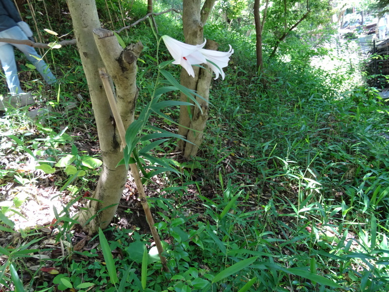 『ササユリ便り⑤』・・・せんなん里海公園内うみべの森_c0108460_22590339.jpg
