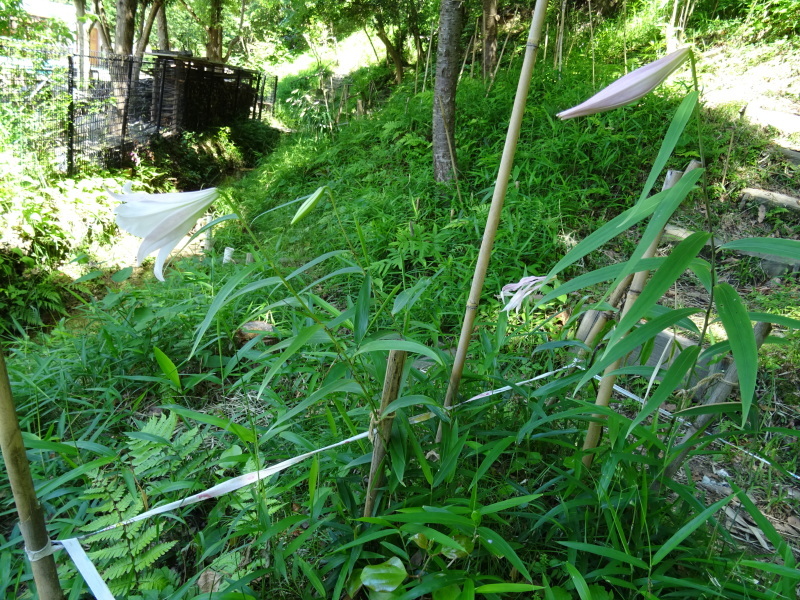 『ササユリ便り⑤』・・・せんなん里海公園内うみべの森_c0108460_23003891.jpg