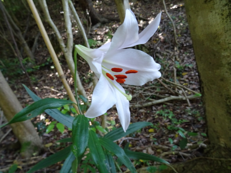 『ササユリ便り⑤』・・・せんなん里海公園内うみべの森_c0108460_23015593.jpg
