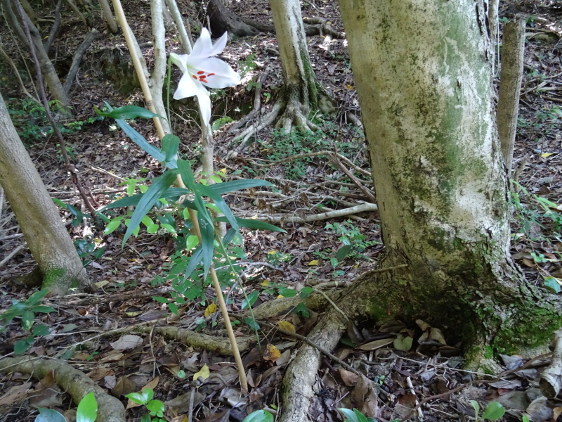 『ササユリ便り⑤』・・・せんなん里海公園内うみべの森_c0108460_23015771.jpg