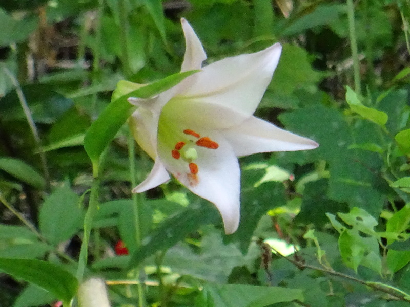 『ササユリ便り⑤』・・・せんなん里海公園内うみべの森_c0108460_23025612.jpg