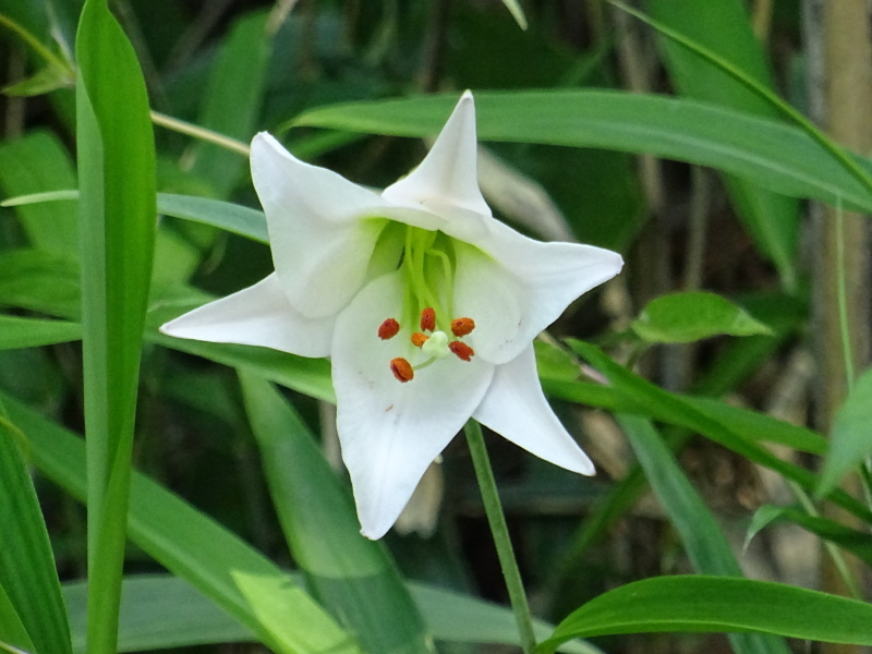 『ササユリ便り⑤』・・・せんなん里海公園内うみべの森_c0108460_23033606.jpg