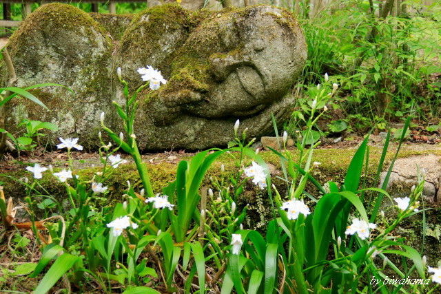 奥嵯峨野めぐり～愛宕念仏寺へ_b0055171_15382956.jpg