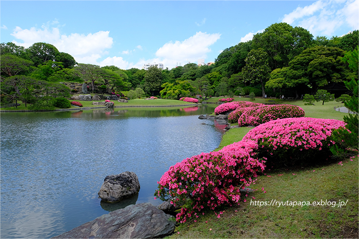 六義園の紫陽花 りゅう太のあしあと 六義園の紫陽花 りゅう太のあしあと