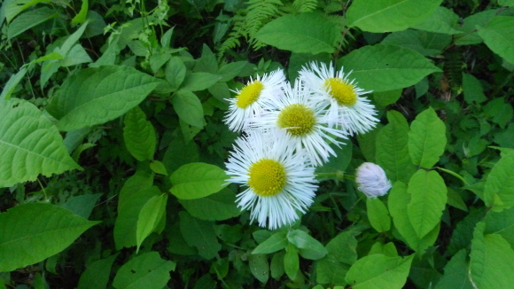 c0212083_17550007.jpg