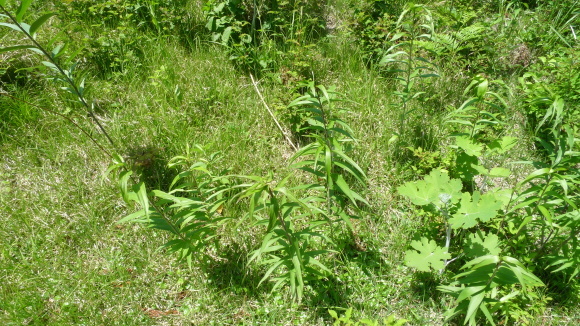 c0212083_17551354.jpg