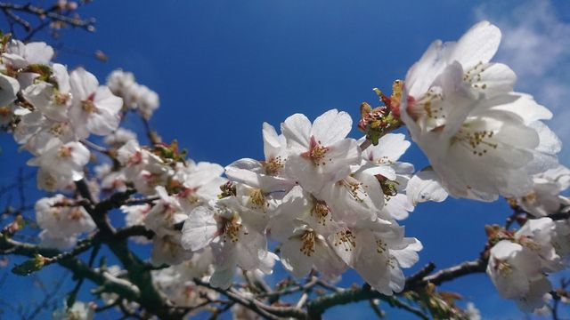 日の出平・南月山：2018年5月_b0331786_21555237.png