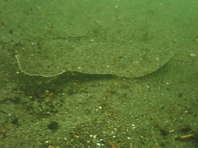 f0151886_16401367.jpg