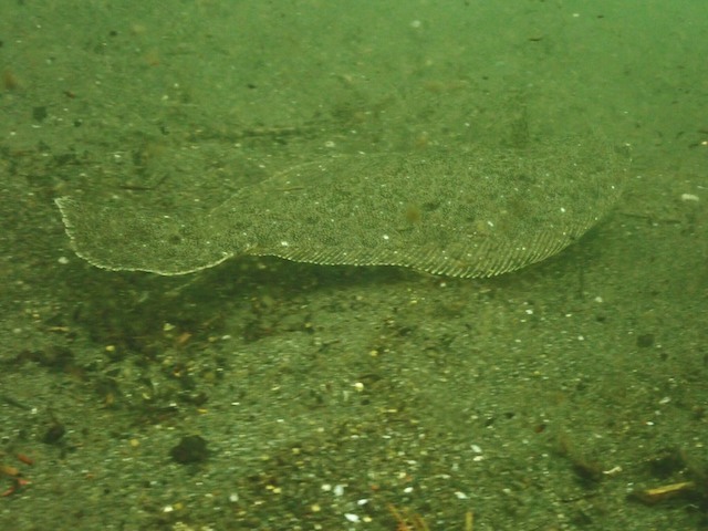 5月24日　江ノ島　アマモ確認へ_f0151886_16401367.jpg