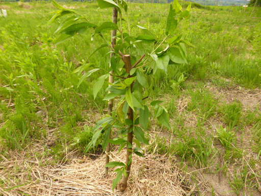 野菜と果樹の生長_d0366590_08514989.jpg