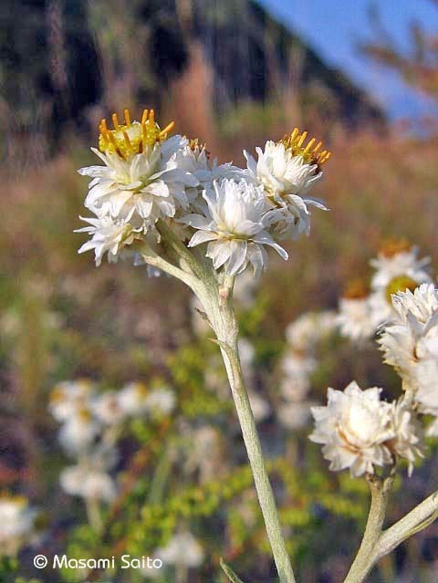 カワラハハコ（河原母子） : 草花と自然Blog