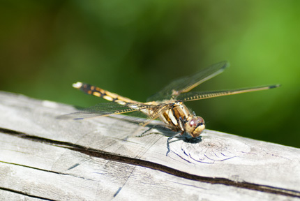 シオカラトンボ（松山総合公園）_d0365597_23424695.jpg