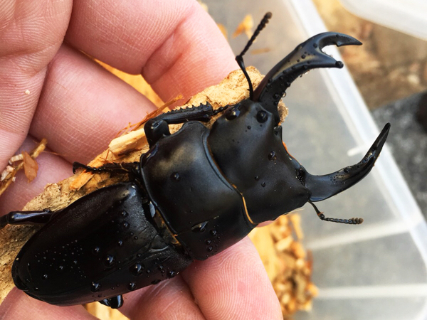 灯火採集 天然 オオクワガタ ペア