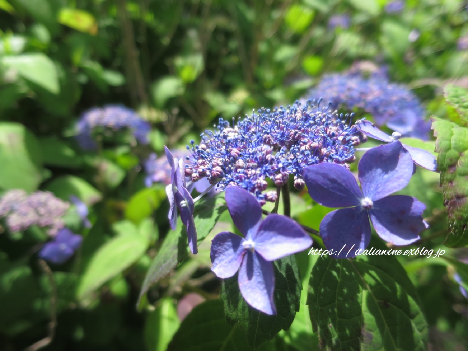 菖蒲とアジサイで癒される、薬師池公園_d0219019_17075314.jpg